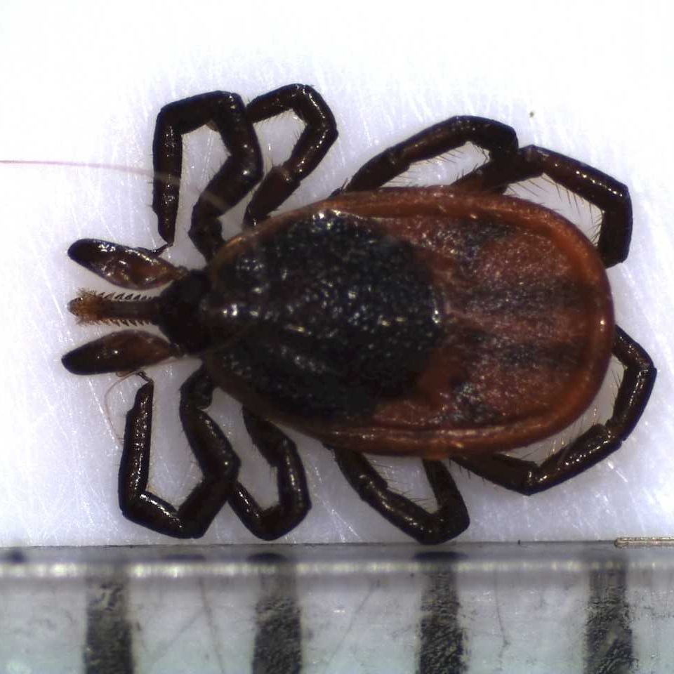 scapularis